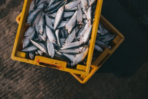 Rubrik_Wasser_Meere-pixabay-fish-984299_960_720